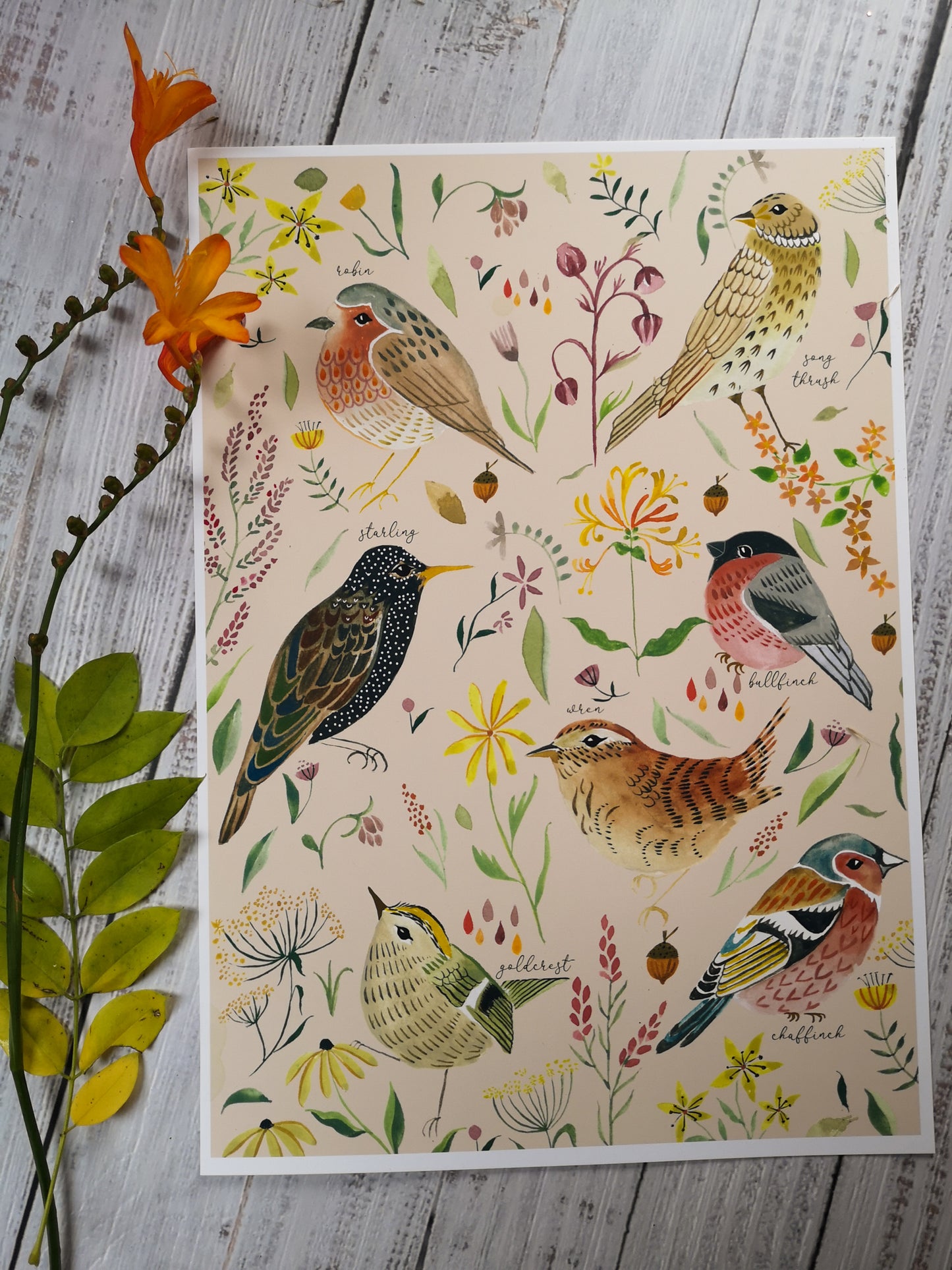 Garden Birds