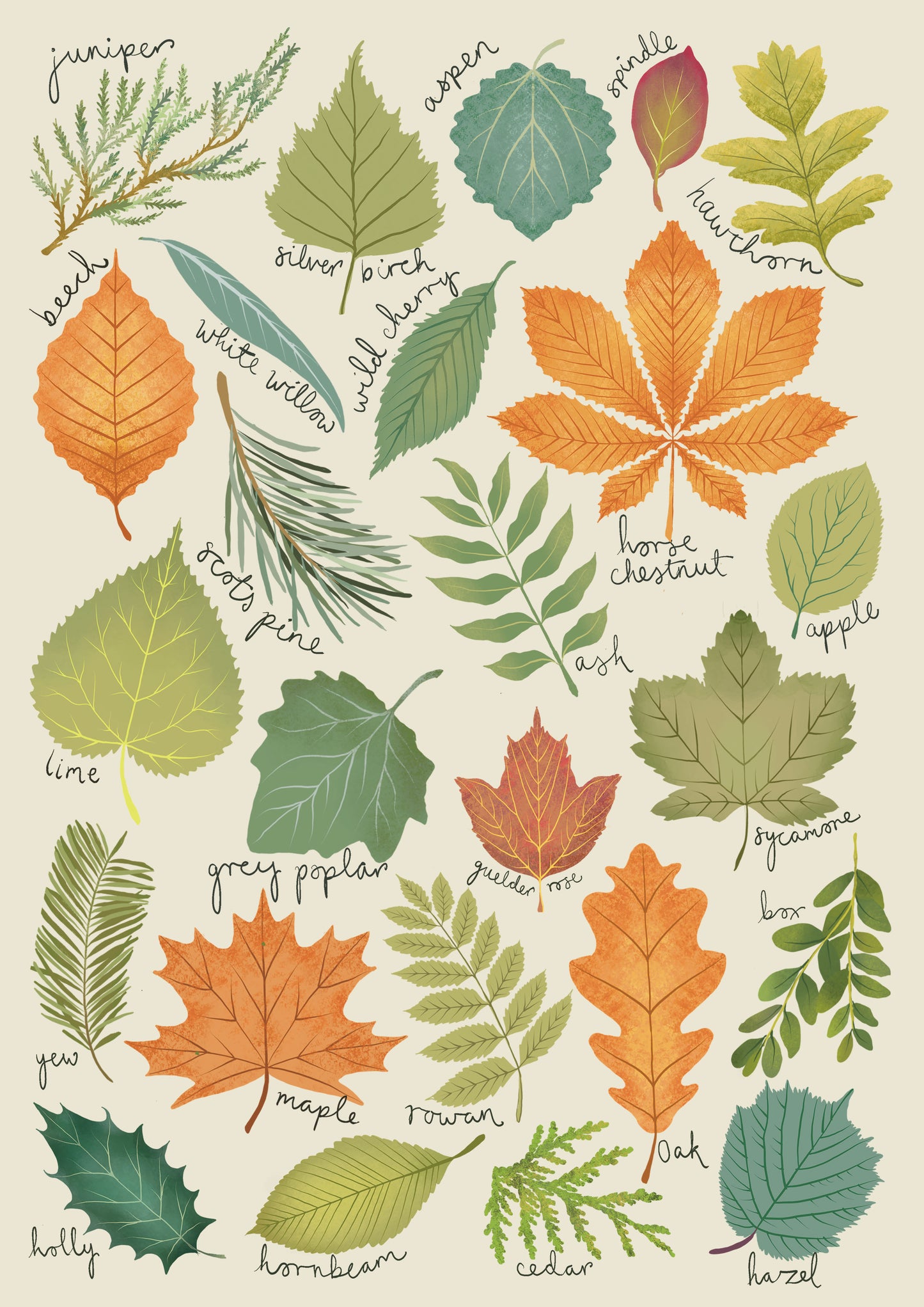 Learning leaves